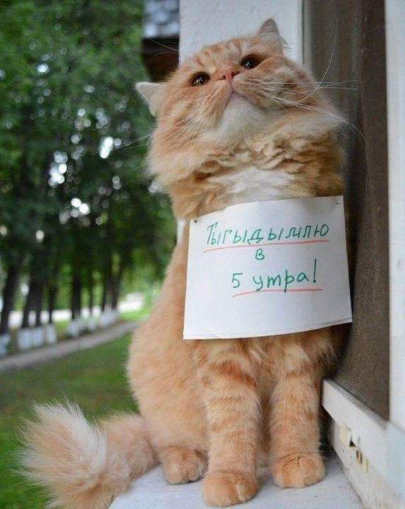 Кот наказан но не сломлен