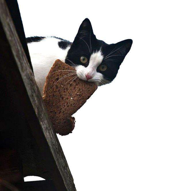 Мяукни, котик, не стыдись...