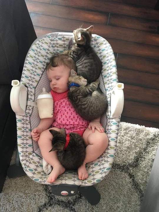 КоТотерапия