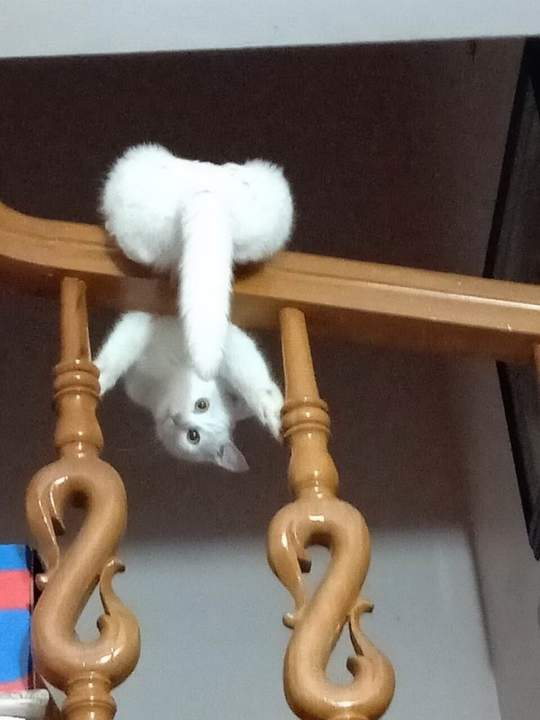 Жопа с ручкой!