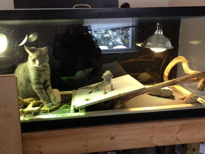 Кота из террариума не вынимать. Он наказан.