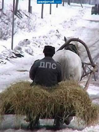 Волки на кобыле, львы в автомобиле.