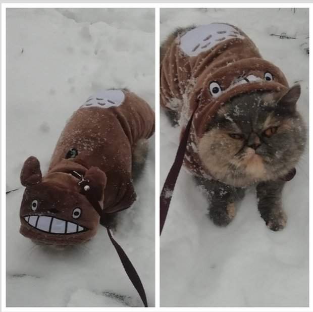 сын хотел собаку