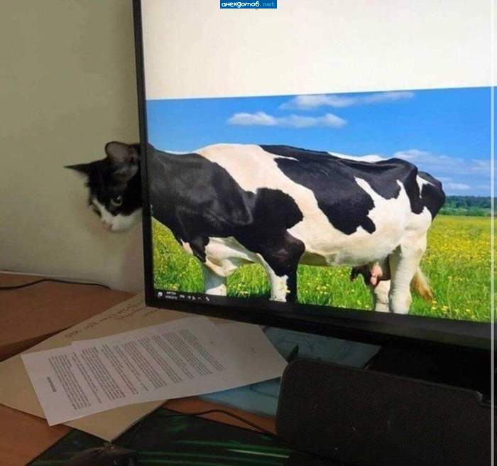 Корова Мурка