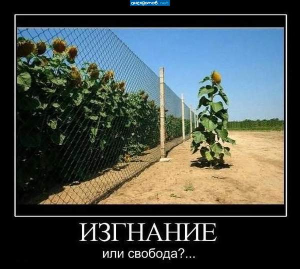 мы все за решеткой. одни с одной стороны, другие с другой