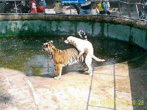 знаю что сожрут, но хоть будет за что