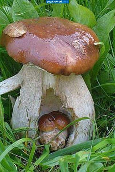 Исаак родил Иакова
