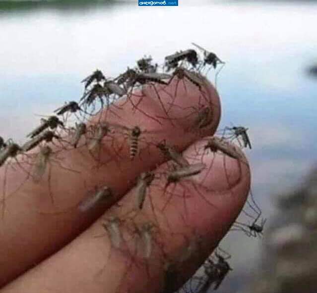 Нате пейте кровь мою, кровопийцы гнусные! В.Высоцкий