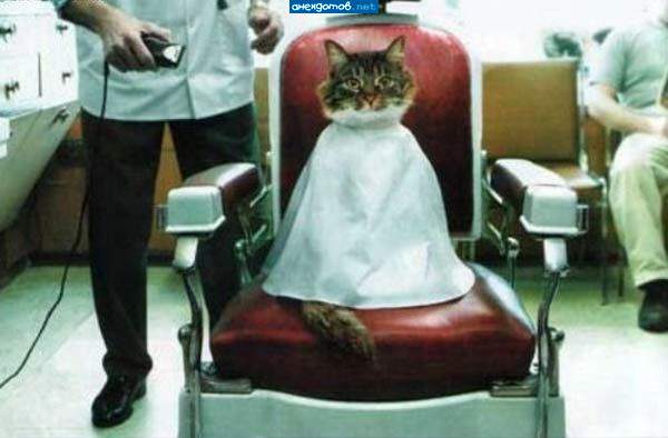 наконецто котэ взяли в армию!!!!