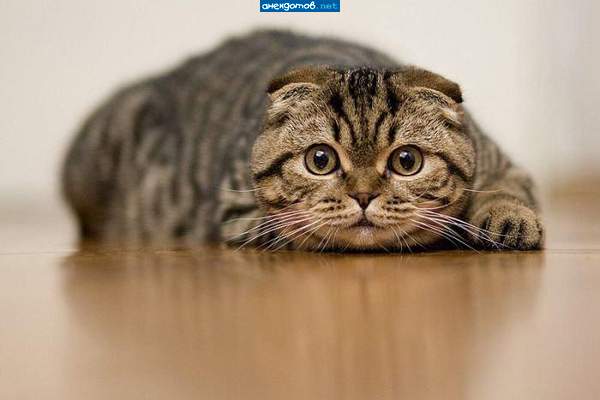 Котяру плющит