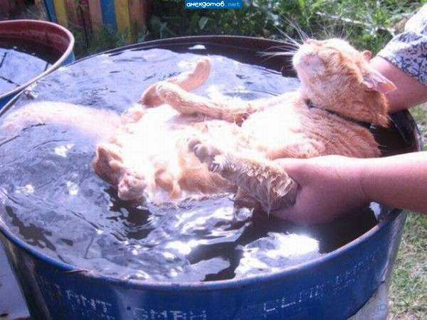 Морской котик
