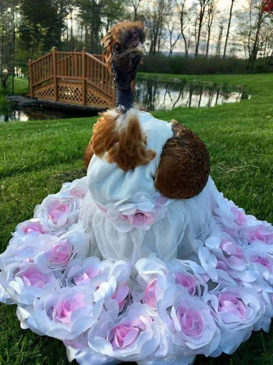 Это еще не прикол... Прикол будет, когда ЭТО бегать начнет.