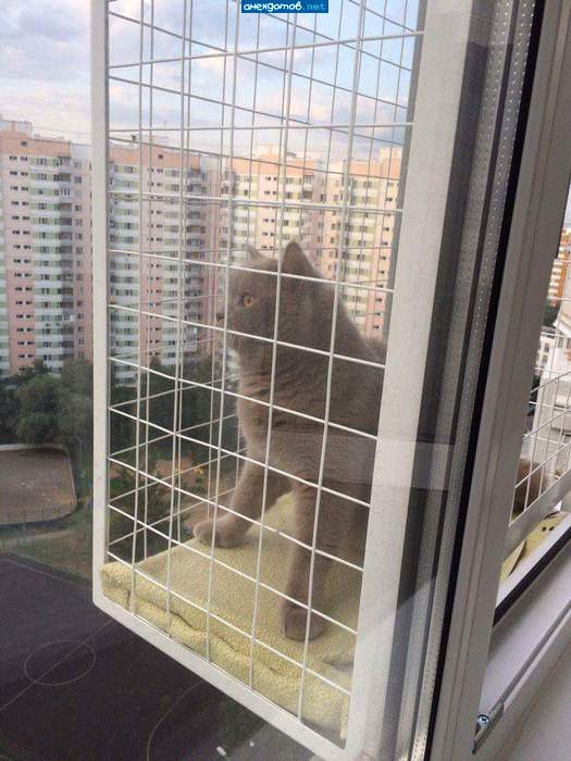Его поймали, арестовали...