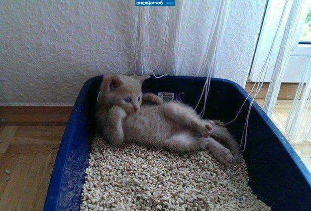 Педикюр что ли сделать?