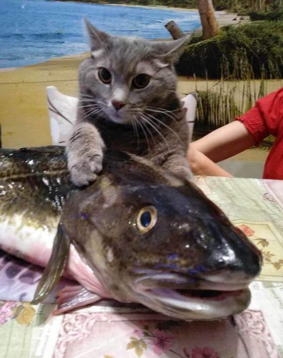 Мурзик, не трогай, это на Новый год