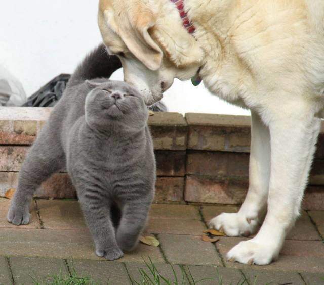 - А это не моим кормом пахнет? - Мууууржет быть