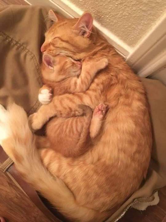 Спи сынок, мамка скоро придет