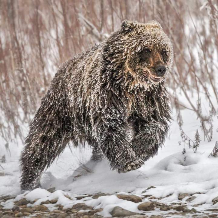 Очень толстая заполярная лисичка.