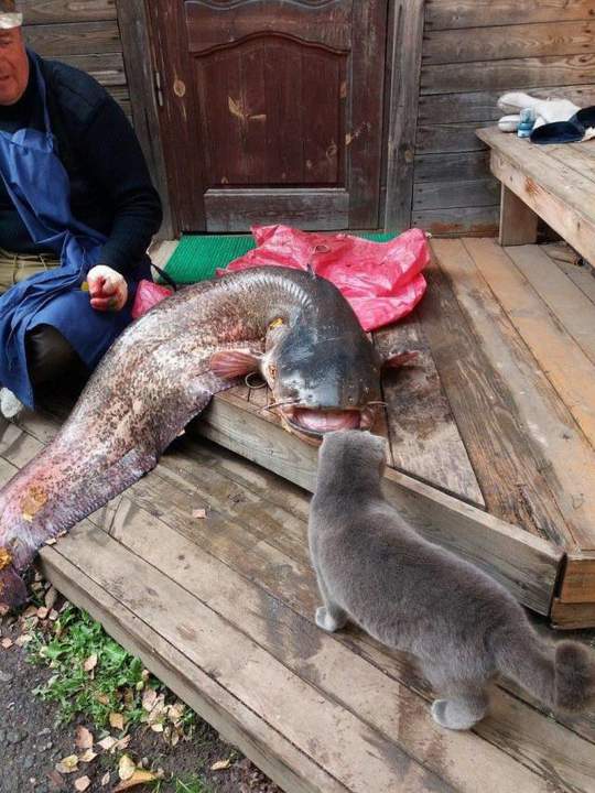 Скажите, а сколько времени у вас переваривается кошачья шерсть?