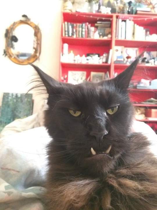 Кошачая Баба Яга