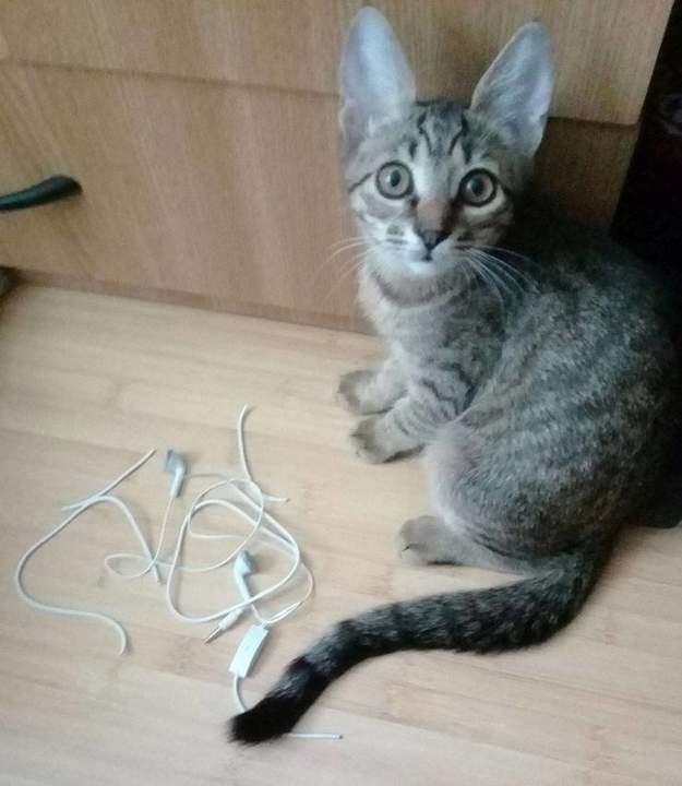 Да посмотрите в эти честные глаза, не она это!!!