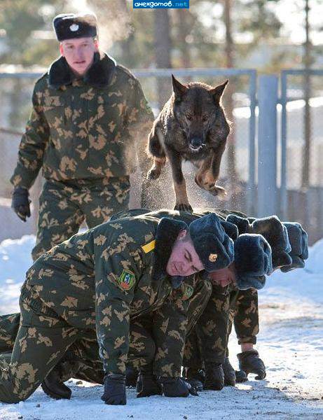 это Полкан бобиков проверяет