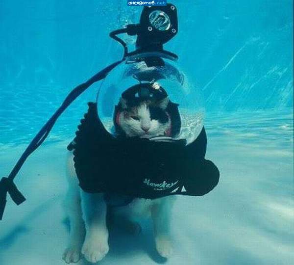 котэ глядел задумчиво на недоступных рыбок... которых почему-то тут не было...