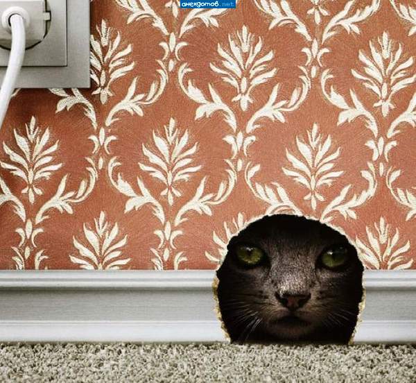 Кот, заглядывая в норку: - Вот ни хера себе у мышака хоромы!!!