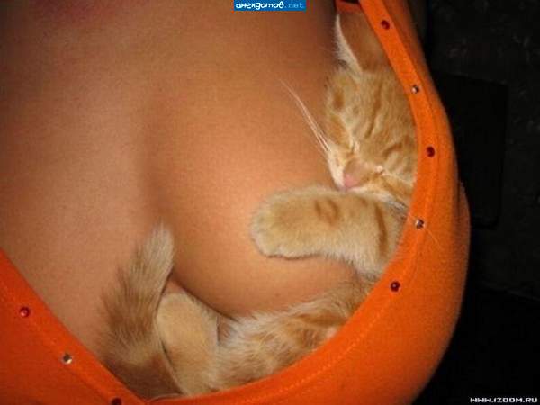 Mr Firefox? - точно!"