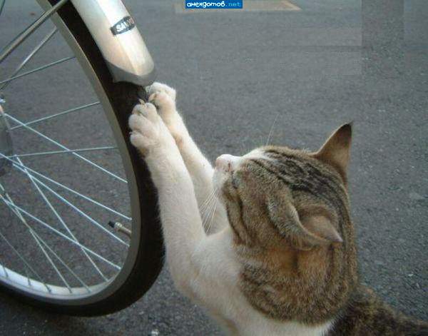 Ну, котяра! нашёл когтеточку!"