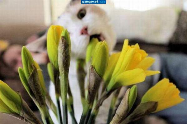 хозяин, накорми котейку-то