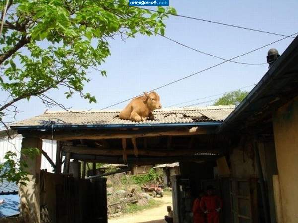 А говорят,что коровы не летают."