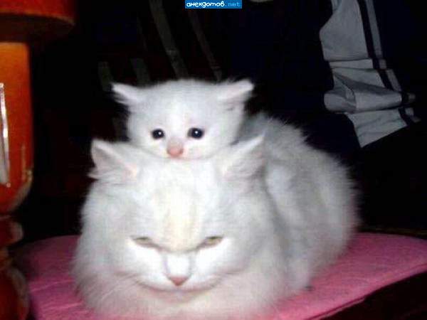 Спиногрыз