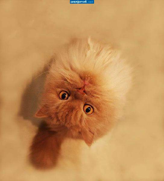 А можно еще молочка?"