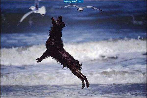исполняя black dogs