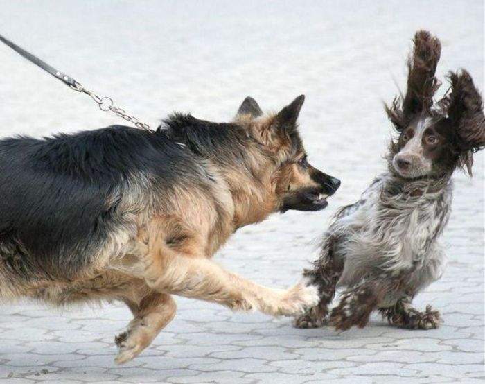 да не ел я твою сосиску!