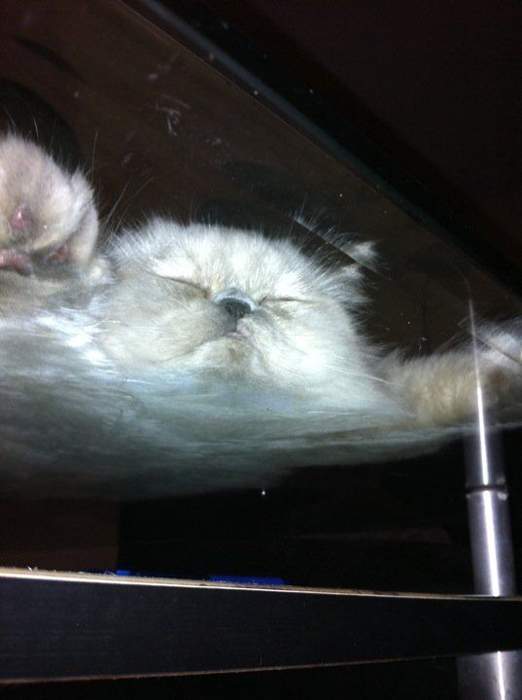 котоблако