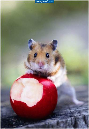так и началась история Apple))