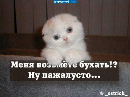 Котёнку больше не наливать...ему достаточно....