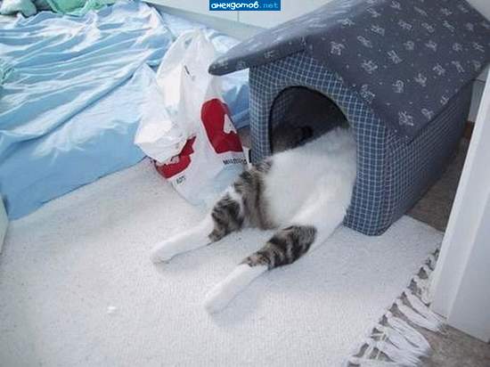 дрыхнет без задних ног
