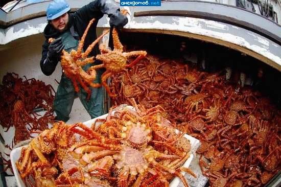 пауки с планети хишников...