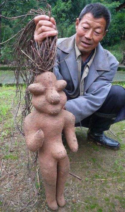 корень мандрагоры