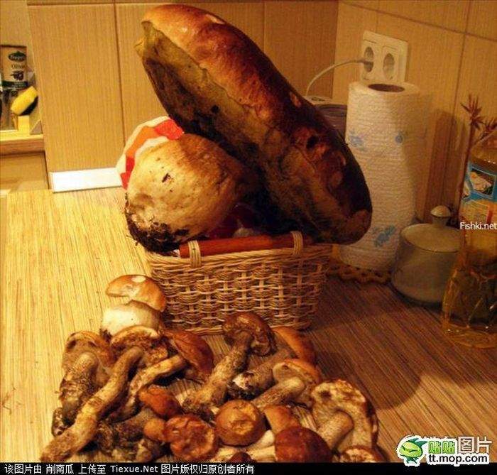Между Чернобылем и Фукусимой теперь все грибочки такого же размера будут