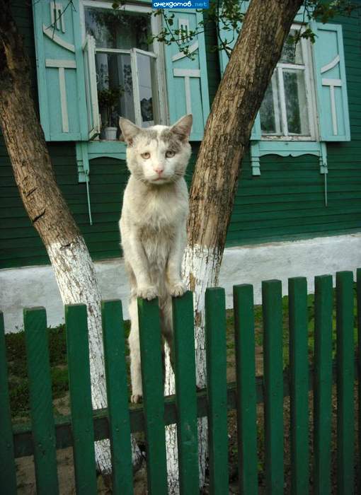 Да местный я, местный!