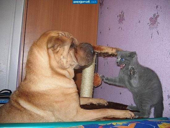 Скока я порезал,скока перерезал,А-А-А-А-а!