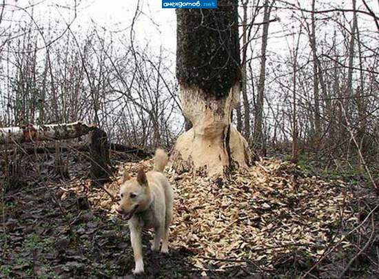 бобропёс