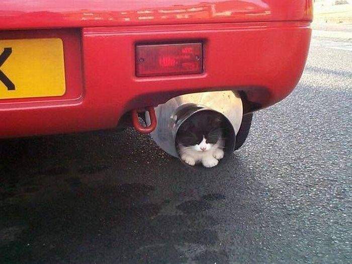 хозяин, заведись, ты меня в черный цвет не докрасил