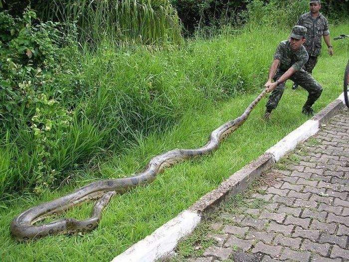 А в попугаях я длинее!