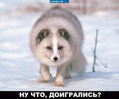 бывает песец худой... а это полный песец...
