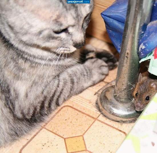 Ну что, грызун, дунем по одной?